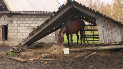 Женщина лишилась руки после нападения коня в садоводстве под Петербургом