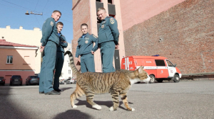 Игорь, кот Игорь — самый уравновешенный сотрудник Десятой пожарно-спасательной части Санкт-Петербурга