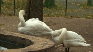 Лебеди из городских прудов переехали на зимние квартиры