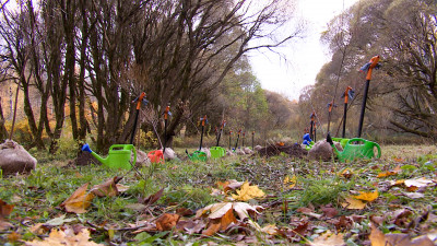 В Сестрорецке высадили 20 ив в рамках акции «Сохраним лес»