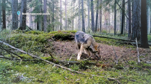 Лесные новости: о чём свидетельствует осенний волчий вой, где можно услышать брачные песни глухарей и тетеревов, а также призывные крики лосей?