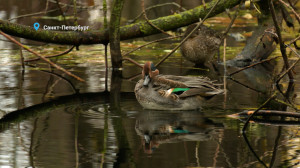 Лесные новости: брачная песня свистунков, водные процедуры проворной норки и голубоглазый баклан, похожий на геральдического орла