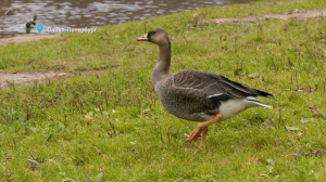 Лесные новости. Смелый белолобик-интроверт, редкая куница-желтодушка и тихая охота лосихи — свежие лесные новости от Павла Глазкова
