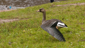 Смелый белолобик-интроверт, редкая куница-желтодушка и тихая охота лосихи — свежие лесные новости от Павла Глазкова