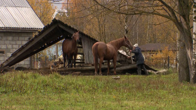 Жители СНТ «Орбита» бьют тревогу: лошади держат поселок в страхе