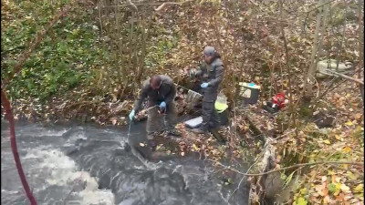 Росприроднадзор расследует массовую гибель рыбы в реке Охта в Мурино