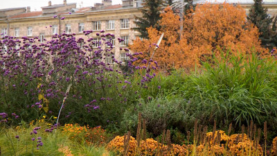 Петербуржцы выбрали новые адреса для растений с Московской площади