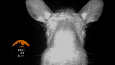 Видеоловушка в пригороде Петербурга «поймала» любопытную лосиху