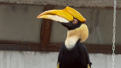 Ленинградский зоопарк рассказал, как поживает птица калао Шанти