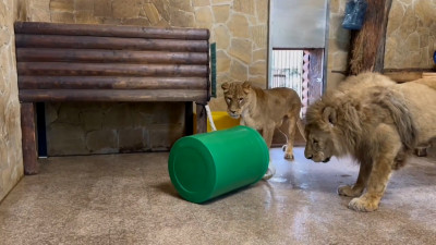 Львице Таисии 14 лет: специалисты Ленинградского зоопарка подарили бочку имениннице