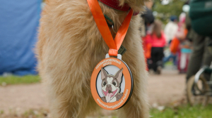 «Необыкновенный кросс»: Пуля и другие пробежали по дорожкам Полюстровского парка в поддержку бездомных животных