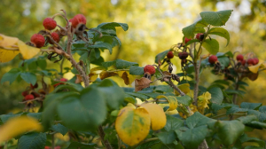 Ваше любимое осеннее лакомство. Опрос на улицах Петербурга