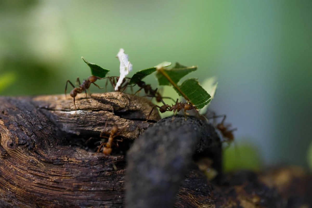 Ленинградский зоопарк принимает жёлуди для своих питомцев - tvspb.ru