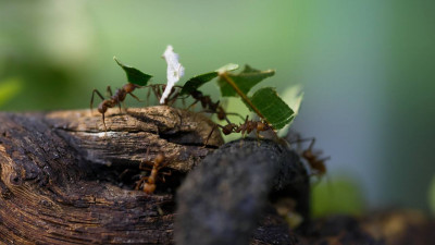 Ленинградский зоопарк принимает жёлуди для своих питомцев