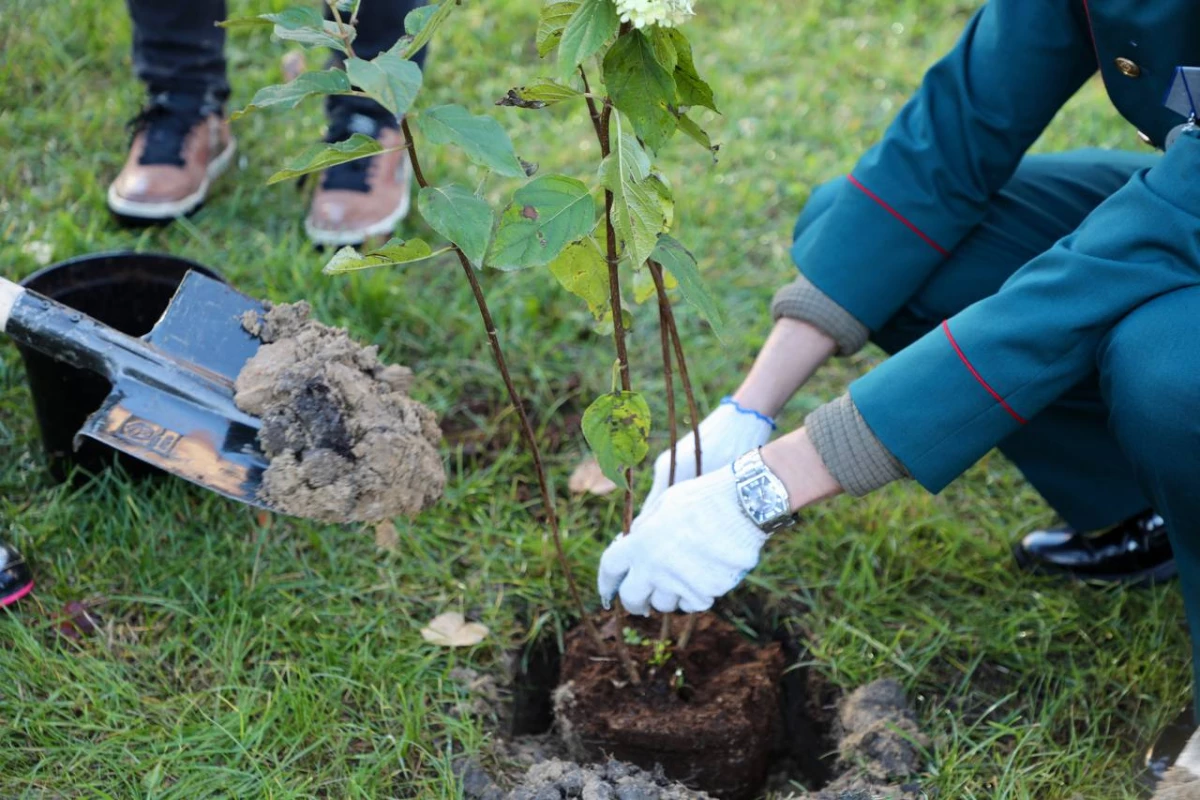 В Центральном районе высадили гортензии в честь героев России - tvspb.ru