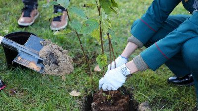 В Центральном районе высадили гортензии в честь героев России