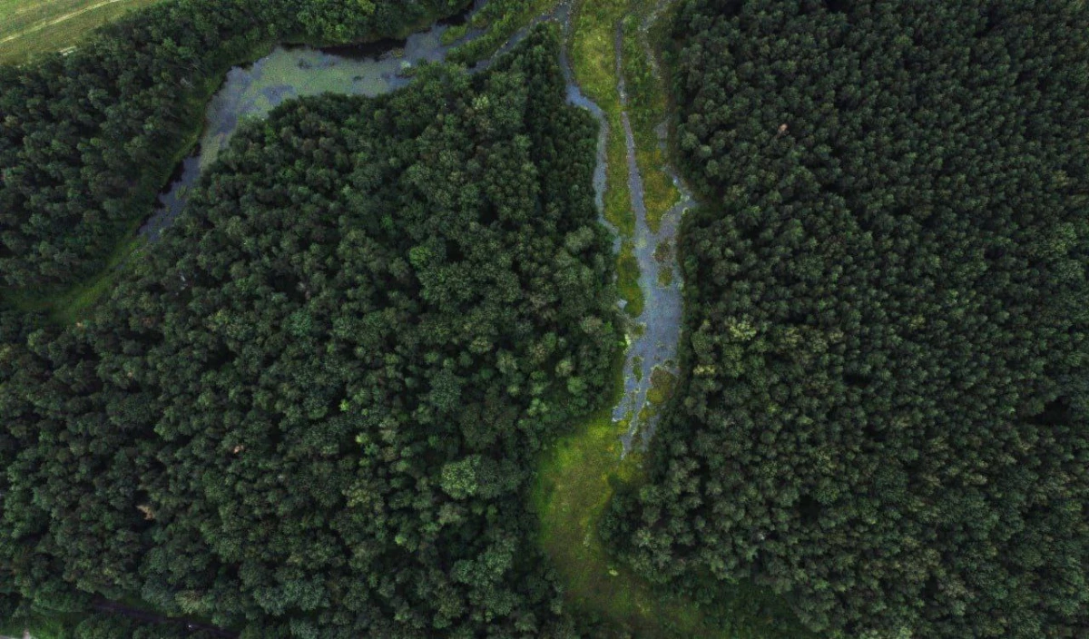 В Ржевском лесопарке насчитали более 15 тысяч деревьев — их сохранят при благоустройстве экопарка - tvspb.ru