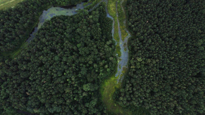 В Ржевском лесопарке насчитали более 15 тысяч деревьев — их сохранят при благоустройстве экопарка