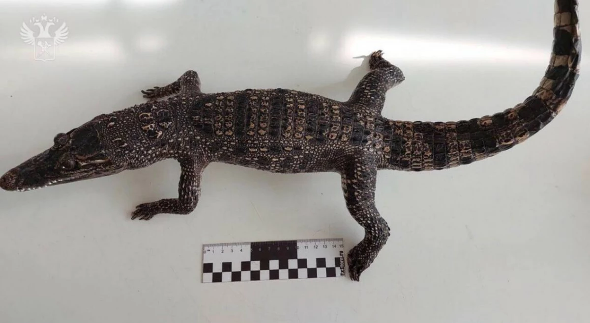 Чучело сиамского крокодила обнаружили таможенники в багаже пассажирки из Вьетнама - tvspb.ru
