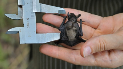 Ленинградский зоопарк зовет на учебу — открывается «Школа летучемышиного волонтера»