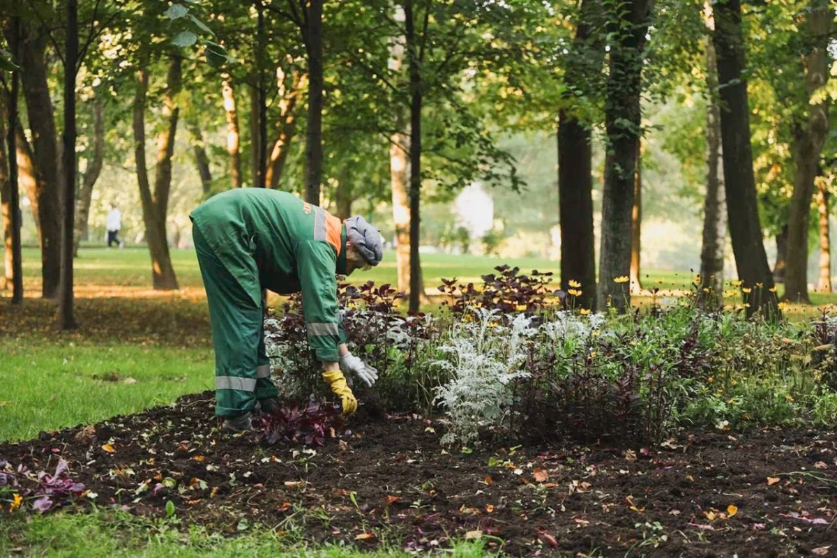 В Петербурге высадили более 2,6 тысячи деревьев в ходе подготовки к зиме - tvspb.ru
