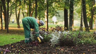 В Петербурге высадили более 2,6 тысячи деревьев в ходе подготовки к зиме