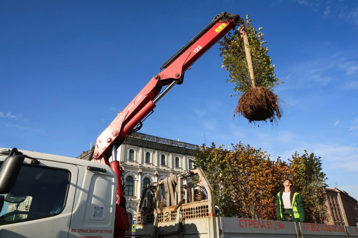 Растения из сада-трансформера на Исаакиевской площади переезжают в скверы Пушкина - tvspb.ru