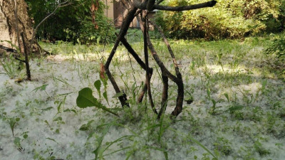 Ученые Петербурга нашли генетический способ избавить тополя от пуха