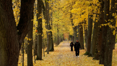 24 октября в Петербурге будет дождливо, но тепло