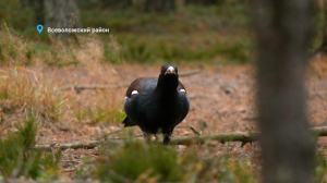 Модный воробей с мелированием, лебеди транзитом и глухариные запасы камушков на зиму — свежие лесные новости от Павла Глазкова