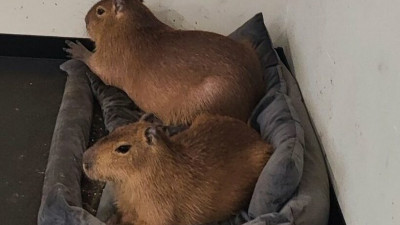 Петербургскому антикафе «Бар Капибар» отказали в лицензии на использование животных