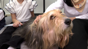 Самый внимательный слушатель: почему читать книги собакам вдвойне полезно