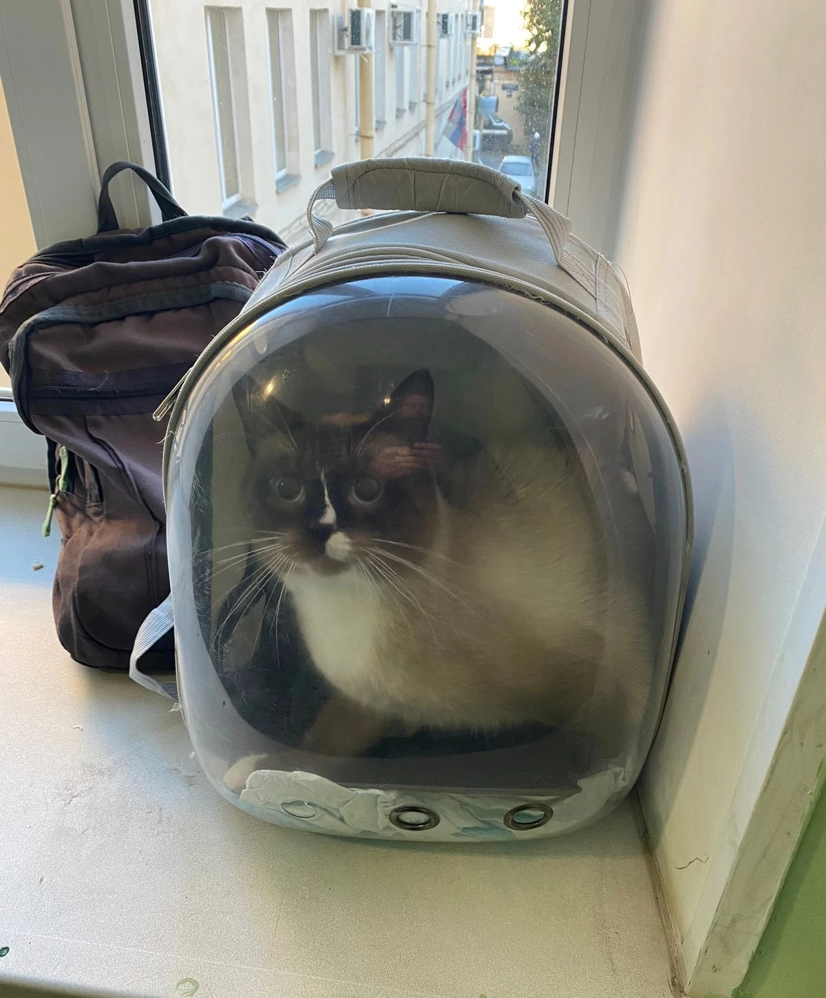 Похищенного из монастыря кота спустя три года вернули хозяину - tvspb.ru