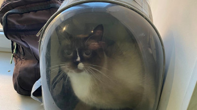 Похищенного из монастыря кота спустя три года вернули хозяину