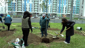 Здесь будет город-сад: яблони Недзвецкого посадили сегодня в Красносельском районе в рамках месячника благоустройства