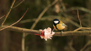 По осени всех птиц считают. Петербуржцы всё больше проводят время на свежем воздухе за занятием бёрдвотчингом