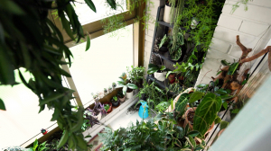 Персональное лето круглый год: как создать зимний сад в своей квартире