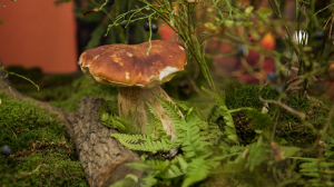 О чём говорят грибы? Изучим самые редкие и необычные экземпляры Северо-Запада вместе с первым в России микологическим сообществом