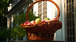 Урожайные места Петербурга. Составим маршрут по садам, где наблюдаются плоды яблок, рябины и даже вишни