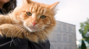 Самый православный кот России: Урсик — очаровательный постоялец Староладожского Никольского мужского монастыря