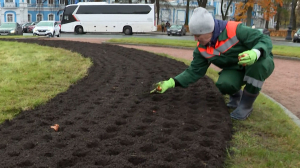 Готовь сани летом, а весенние клумбы — осенью: на площади Растрелли посадят порядка четырёх тысяч луковиц тюльпанов
