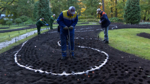 Тюльпаны будущего