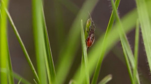 Маленькие невидимые угрозы: аллергены, бактерии и прочие опасности, подстерегающие в осеннем парке