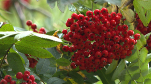Урожайные места Петербурга. Составим маршрут по садам, где наблюдаются плоды яблок, рябины и даже вишни