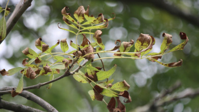В 13 районах Петербурга впервые ввели карантинные фитосанитарные зоны из-за заболевания ясеня