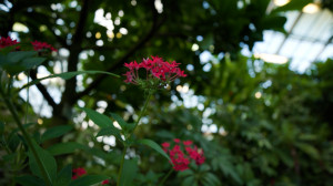 Персональное лето круглый год: как создать зимний сад в своей квартире