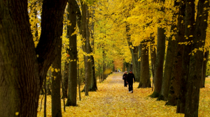 Там где клён шумит. Прогуляемся по самым ярким кленовым местам Петербурга