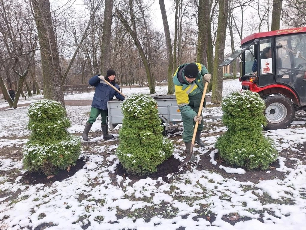 Петербургские растения получают теплую одежду: укрытие торфом и еловыми ветками - tvspb.ru