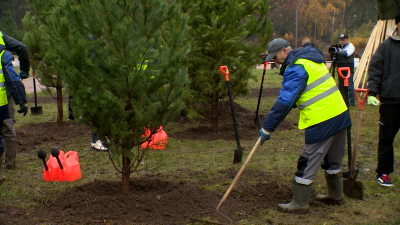 Сохраним лес: 6 саженцев сосен посадили в Выборгском районе