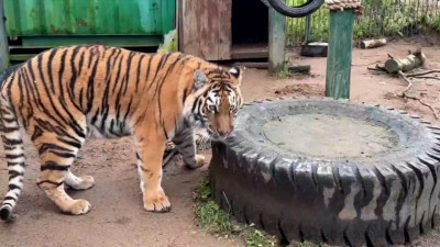 Инспекторы Росприроднадзора проверили состояние животных в хосписе «Дом тигра»